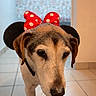 Bella a rejoint le concours — aidez-le/la à gagner de superbes lots ! dog, pet, portrait, costume, bow, polka_dot, red, black, ears, head, snout, nose, eyes, fur, standing, indoors, tile_floor, funny, cute, mickey_mouse_style