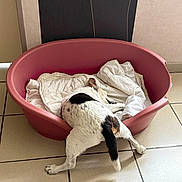 Bella participe au concours pour gagner de l'argent avec cette photo : dog, pet, small_dog, jack_russell, white_fur, black_patches, brown_patches, pink_bed, blanket, sleeping, stretching, lying_down, indoors, tiled_floor, home, furniture, animal, tail, sunlight, funny_pose