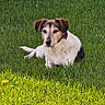 dog, canine, pet, outdoors, grass, lawn, sitting, lying_down, brown_and_white, short_hair, floppy_ears, black_markings, animal_face, portrait, sunlight, dandelions, shopping_carts, park, garden, summer