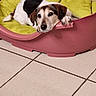 dog, jack_russell, small_dog, pet, sleepy, lying_down, resting, paw, black_and_white, brown_markings, dog_bed, pet_bed, pink, green, cushion, indoor, tile_floor, home, cute, relaxed