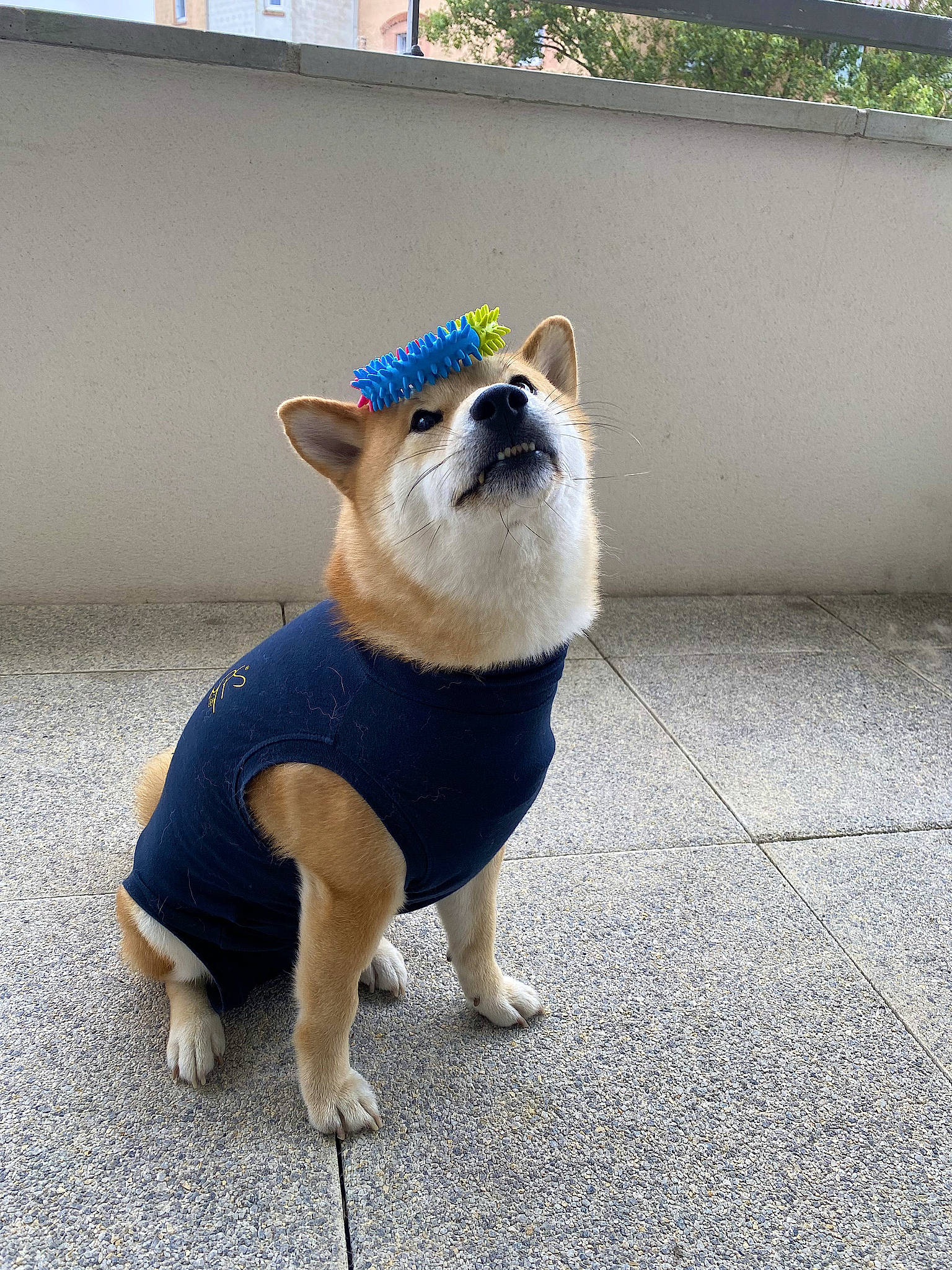 Tao a rejoint le concours — aidez-le/la à gagner de superbes lots ! asphalt, carnivore, collar, companion_dog, dog, dog_breed, dog_clothes, dog_supply, electric_blue, fashion_accessory, fawn, flooring, leash, road_surface, snout, sporting_group, sunglasses, tail, toy_dog, working_animal