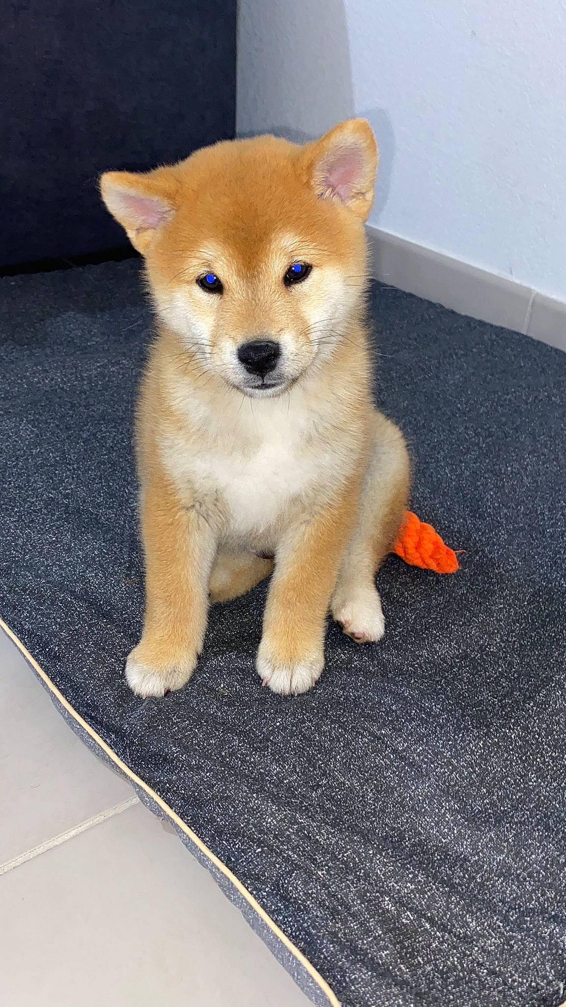 Tao a rejoint le concours — aidez-le/la à gagner de superbes lots ! ancient_dog_breeds, canidae, canis, carnivore, collar, companion_dog, dog, dog_breed, fawn, flooring, fur, non_sporting_group, spitz, sporting_group, tail, terrestrial_animal, whiskers, working_animal