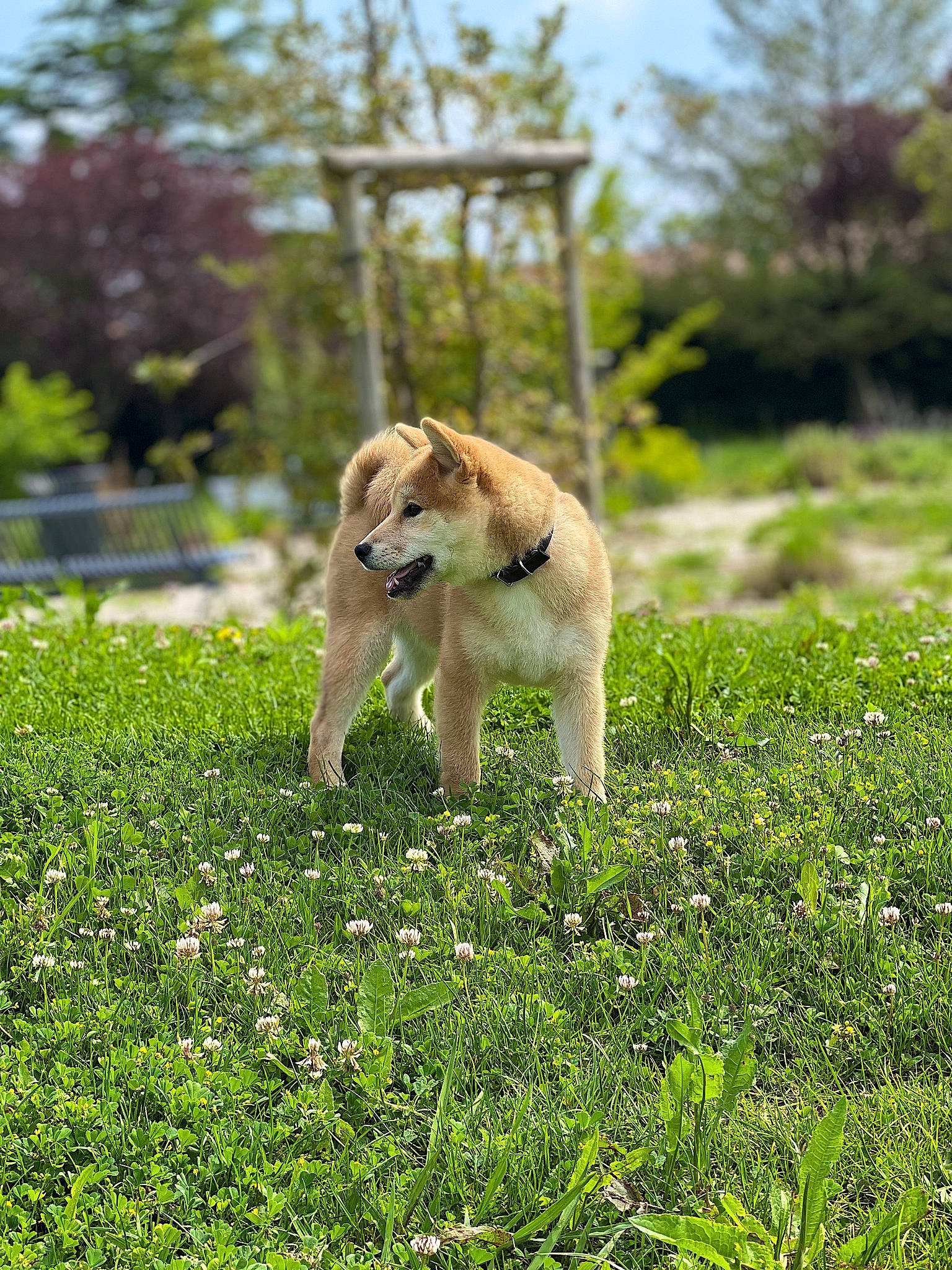 Tao a rejoint le concours — aidez-le/la à gagner de superbes lots ! canidae, carnivore, companion_dog, dog, dog_breed, fawn, field, flower, grass, grassland, groundcover, meadow, natural_landscape, pasture, plant, prairie, sky, sporting_group, tail, tree
