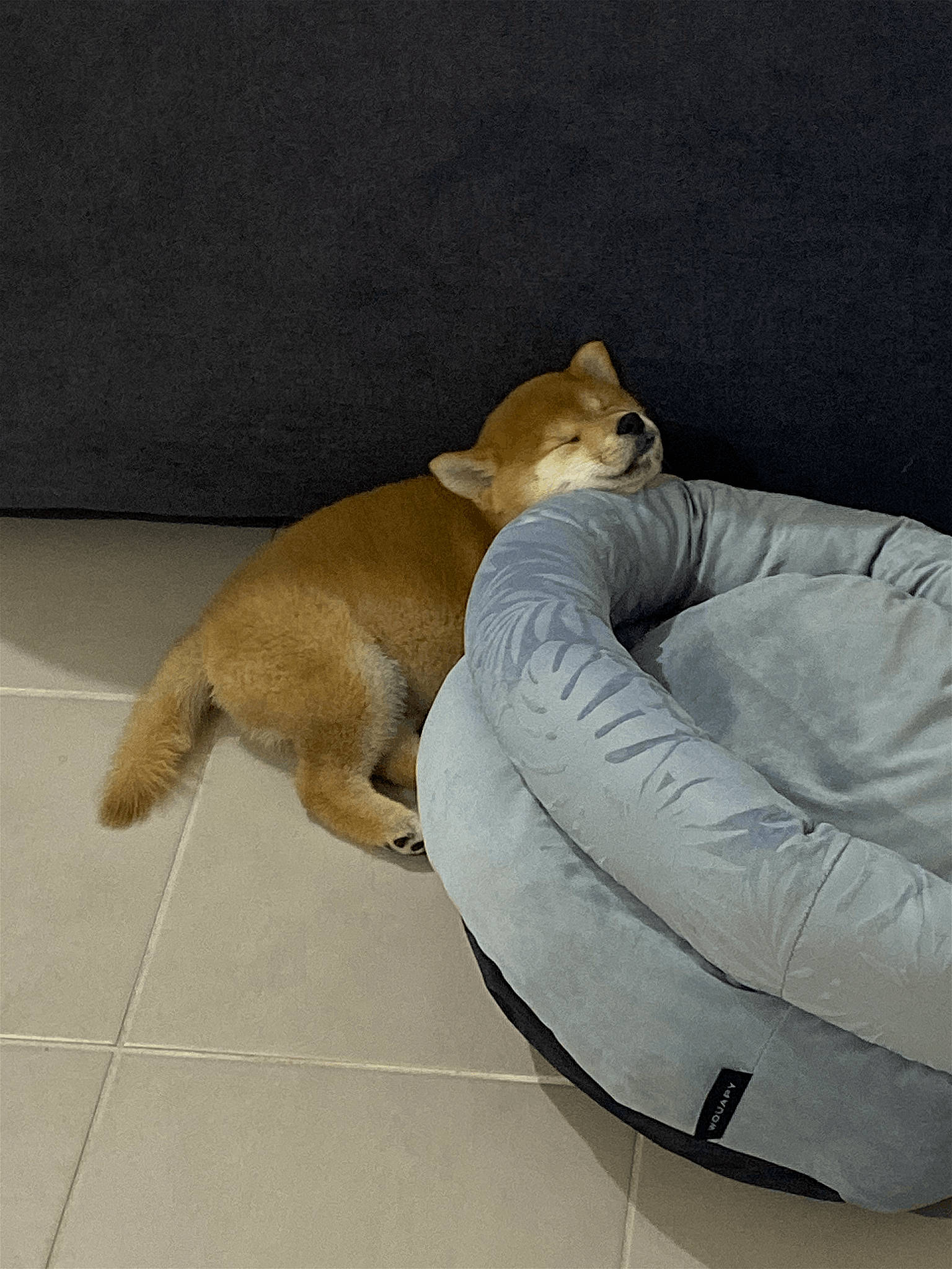 Tao a rejoint le concours — aidez-le/la à gagner de superbes lots ! bean_bag, canidae, carnivore, chair, comfort, companion_dog, couch, dog, dog_bed, dog_breed, dog_supply, flooring, hardwood, linens, pet_supply, slipcover, sporting_group, studio_couch, tail, working_animal