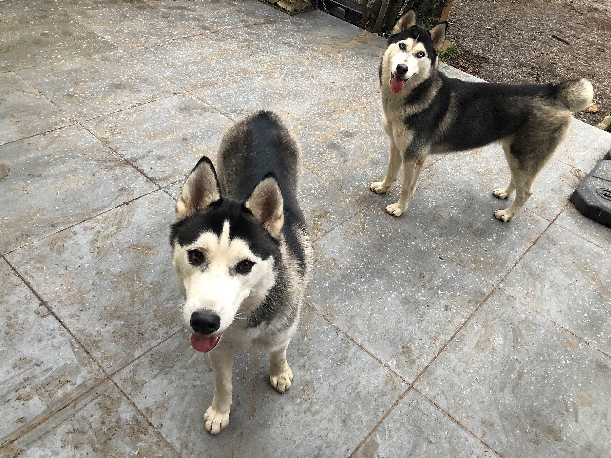 Big Tatanka a rejoint le concours — aidez-le/la à gagner de superbes lots ! ancient_dog_breeds, canidae, carnivore, companion_dog, dog, dog_breed, non_sporting_group, pet_supply, siberian_husky, sled_dog, snout, sporting_group, terrestrial_animal, vertebrate, working_animal, working_dog