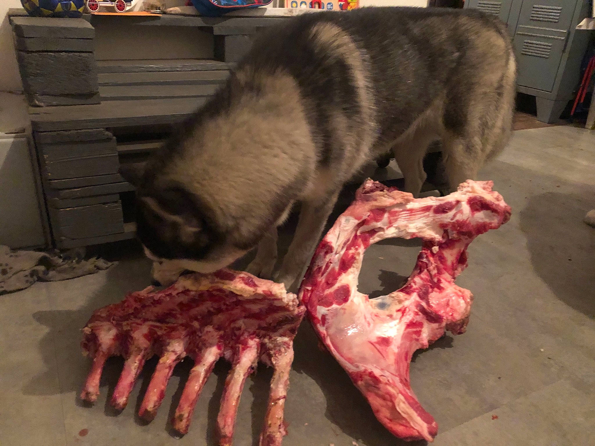 Talaska a rejoint le concours — aidez-le/la à gagner de superbes lots ! bone, carmine, carnivore, comfort, companion_dog, computer_keyboard, extinction, fang, flesh, fur, head, human_anatomy, human_body, jaw, meat, peripheral, rib, skull, wood, working_animal