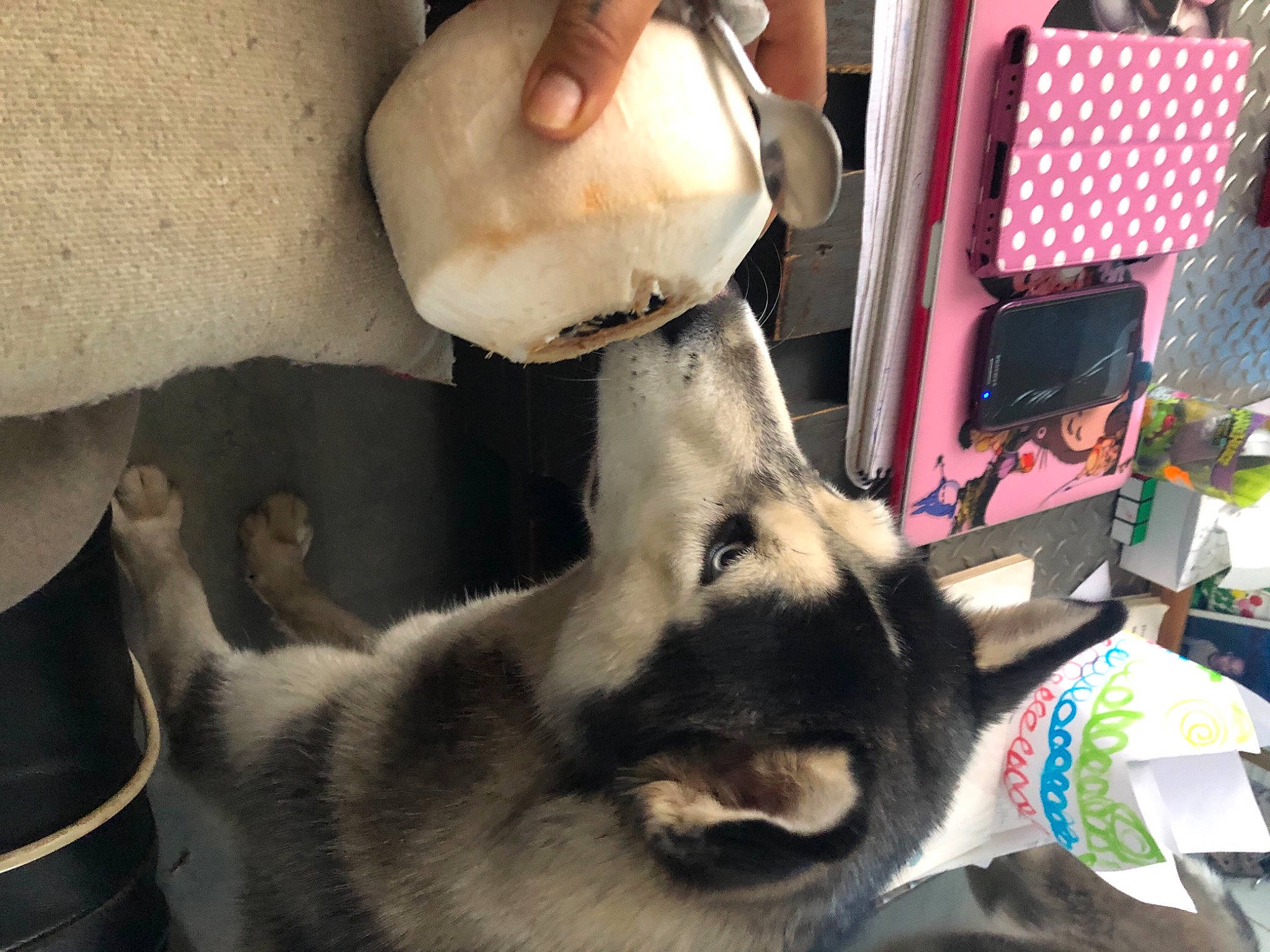 Talaska a rejoint le concours — aidez-le/la à gagner de superbes lots ! canidae, carmine, carnivore, companion_dog, dog_breed, domestic_short_haired_cat, eyewear, fawn, felidae, foot, fur, human_leg, jaw, paw, selfie, small_to_medium_sized_cats, snout, sporting_group, whiskers, working_animal