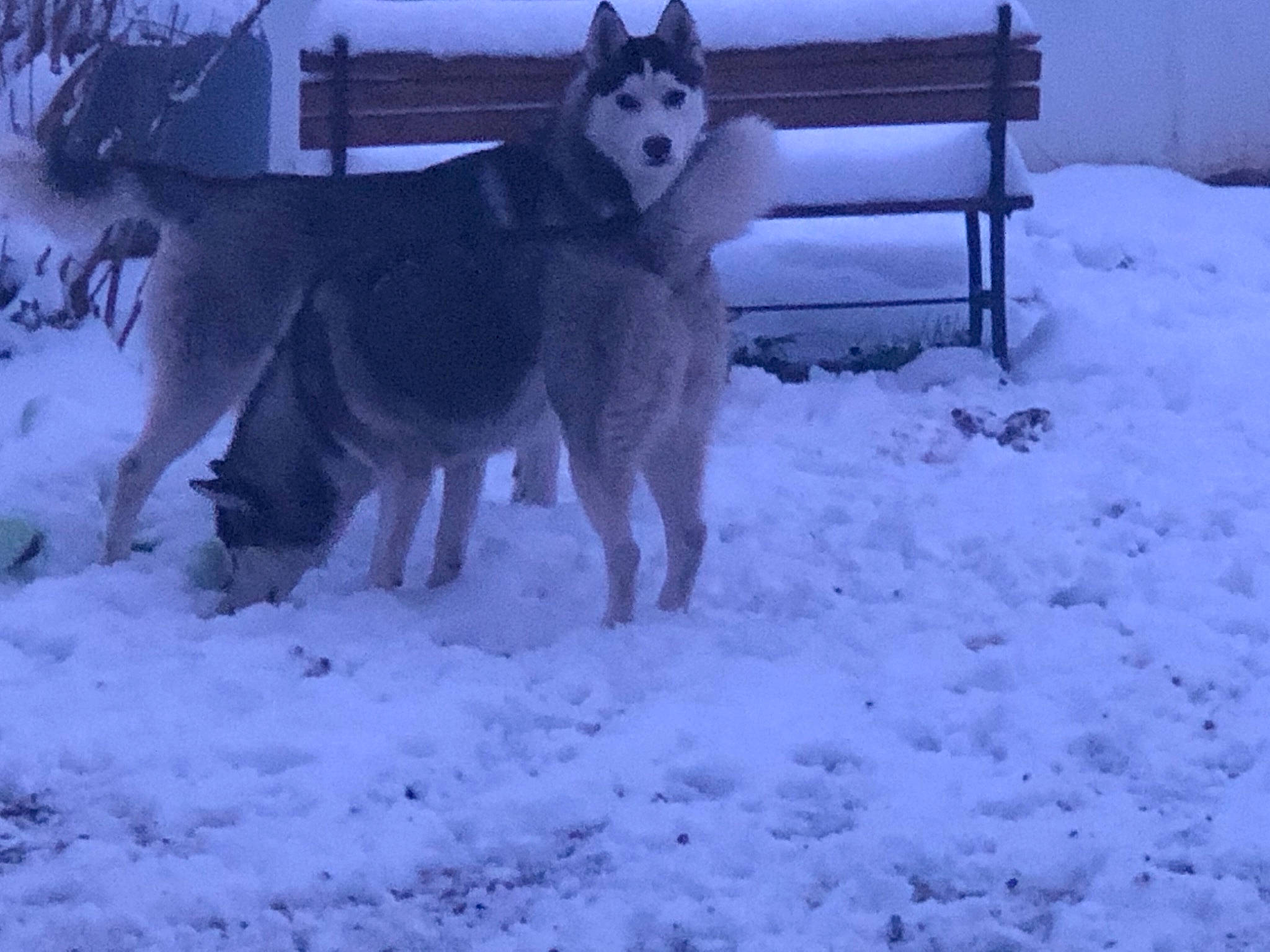 Talaska participe au concours pour gagner de l'argent avec cette photo : ancient_dog_breeds, art, canidae, canis, carnivore, dog, dog_breed, electric_blue, freezing, precipitation, siberian_husky, sled_dog, snow, sporting_group, tree, wildlife, winter, wolf, working_animal, working_dog