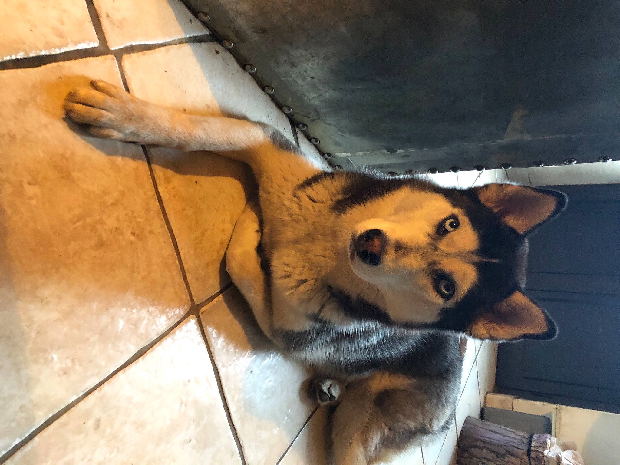 Talaska a rejoint le concours — aidez-le/la à gagner de superbes lots ! canidae, carnivore, claw, companion_dog, dog, dog_breed, fawn, flooring, fur, hardwood, paw, snout, sporting_group, tail, terrestrial_animal, vertebrate, whiskers, wildlife, wood, working_dog