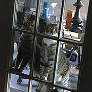 Stripes is registered to the contest to win money with this photo: cat, tabby_cat, indoor, glass_door, reflection, curious, pets, animal, feline, household_items, clutter, window_pane, door, tabby, looking, two_animals, domestic, fur, whiskers, ears