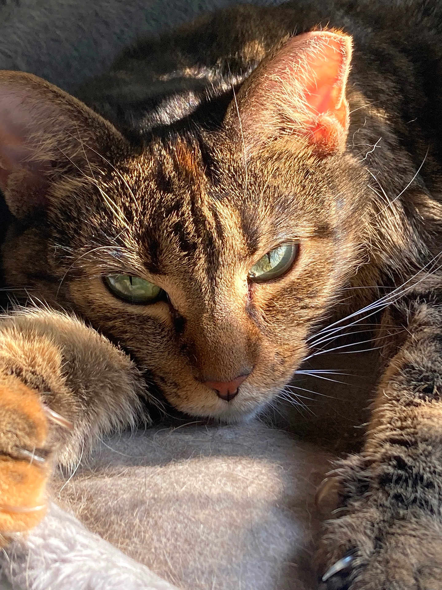 Stripes is registered to the contest to win money with this photo: cat, tabby, close_up, green_eyes, whiskers, fur, paws, claws, sunlight, relaxed, pet, animal, mammal, indoor, soft_surface, feline, stretching, resting, cute, domestic_cat