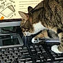 cat, tabby_cat, keyboard, computer, monitor, desk, indoor, pet, curious, paw, screen, text, technology, office, workspace, feline, animal, closeup, typing, computer_accessory