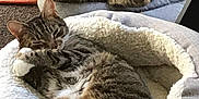 Kirie joined the competition — help win amazing prizes! cat, tabby_cat, pet, animal, feline, sleeping, resting, bed, cushion, indoor, cozy, fur, whiskers, paw, relaxed, domestic_animal, cute, companion, two_cats, striped