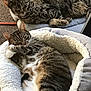 cat, tabby_cat, pet, animal, feline, sleeping, resting, bed, cushion, indoor, cozy, fur, whiskers, paw, relaxed, domestic_animal, cute, companion, two_cats, striped