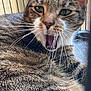 cat, tabby, close_up, whiskers, green_eyes, mouth_open, fur, pet, animal, indoor, feline, striped, blurred_background, window_bars, resting, face, portrait, cute, domestic_animal, young_cat