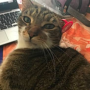 Kirie joined the competition — help win amazing prizes! cat, tabby, close_up, indoor, laptop, ear_clip, pet, animal, fur, whiskers, relaxed, curious, domestic_cat, technology, bedspread, soft_light, background_objects, household, companion, cozy