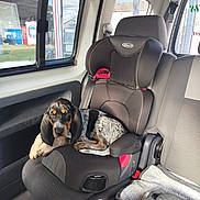 Apache participe au concours pour gagner de l'argent avec cette photo : puppy, dog, car_seat, child_seat, vehicle_interior, window, seatbelt, black_and_white_dog, resting, pet, animal, inside_car, fabric, car, seat, leather, sunlight, daylight, relaxing, transport