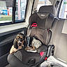 puppy, dog, car_seat, child_seat, vehicle_interior, window, seatbelt, black_and_white_dog, resting, pet, animal, inside_car, fabric, car, seat, leather, sunlight, daylight, relaxing, transport