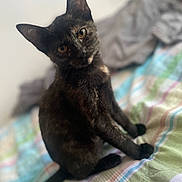 Freya joined the competition — help win amazing prizes! cat, tortoiseshell, pet, animal, bed, blanket, striped_bedspread, indoor, curious, sitting, feline, ears, tail, fur, whiskers, eyes, cozy, soft, domestic_animal, portrait