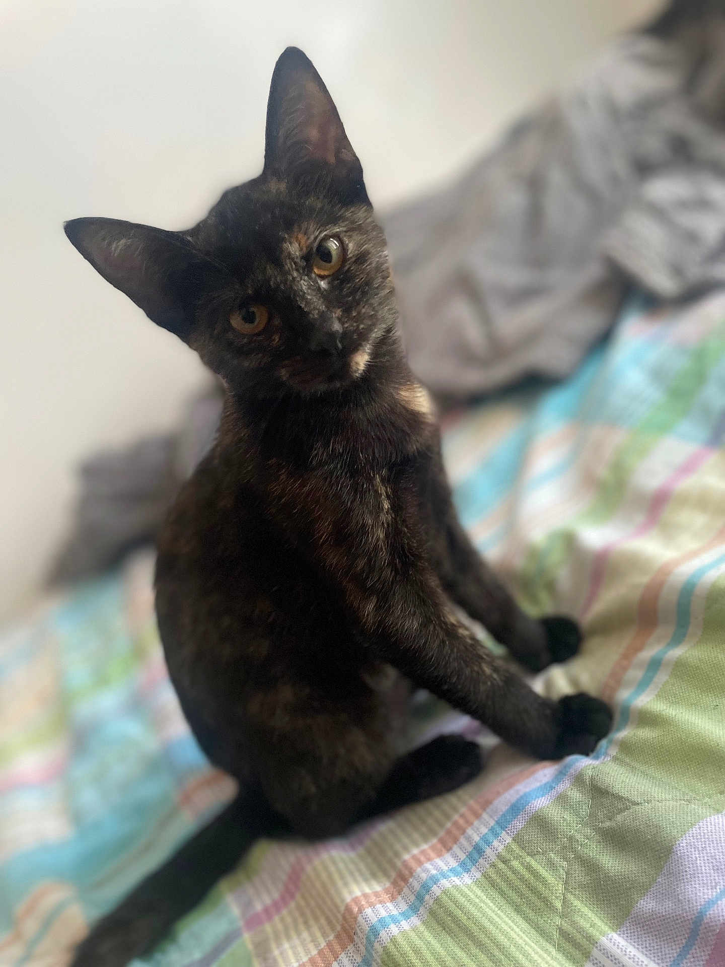 Freya