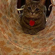 Lilly joined the competition — help win amazing prizes! animal, butterfly_pattern, cat, closeup, collar, curious, cute, feline, floral_pattern, gray_cat, indoor, looking_at_camera, paws, pet, resting, soft_lighting, tabby, tag, tunnel, whiskers