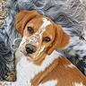 puppy, dog, brown_and_white, spotted, cute, pet, animal, fur, close_up, portrait, outdoor, laying_down, looking_at_camera, young_dog, adorable, soft_texture, background, nature, calm, friendly