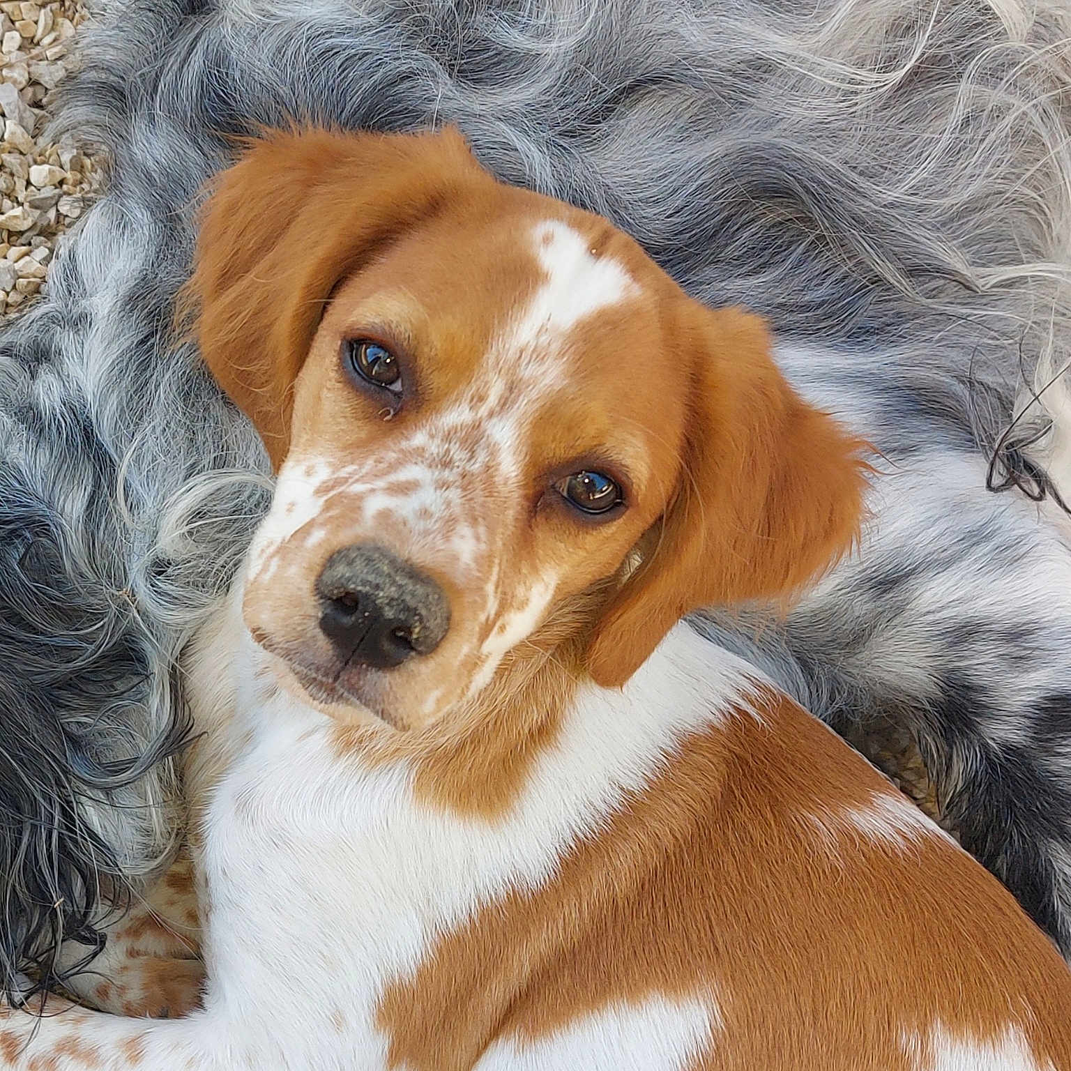 Bella participe au concours pour gagner de l'argent avec cette photo : puppy, dog, brown_and_white, spotted, cute, pet, animal, fur, close_up, portrait, outdoor, laying_down, looking_at_camera, young_dog, adorable, soft_texture, background, nature, calm, friendly