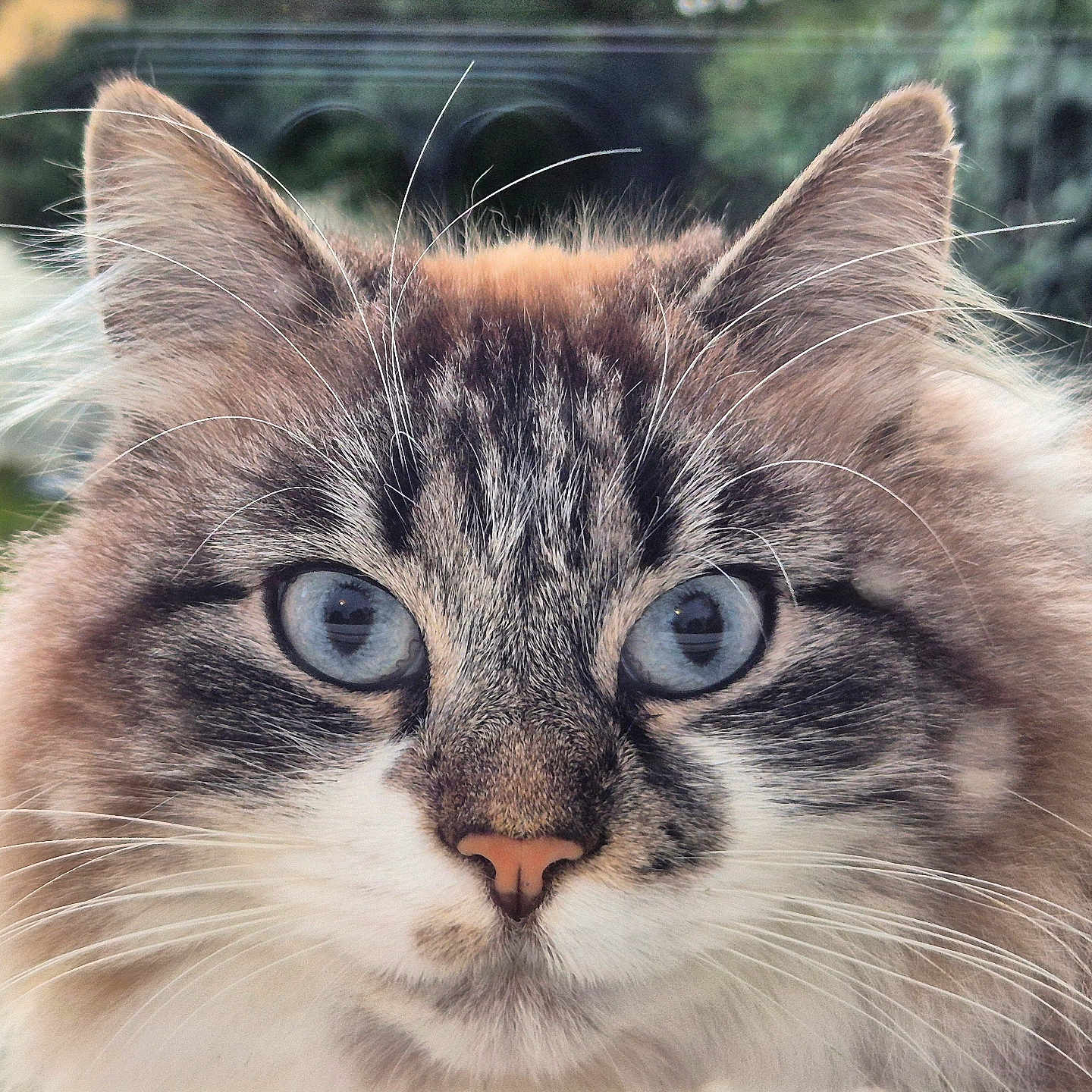 Alaska participe au concours pour gagner de l'argent avec cette photo : abyssinian, angora, animal, brasssection, cat, horn, kitten, manx, musicalinstrument, pet, siamese, snout