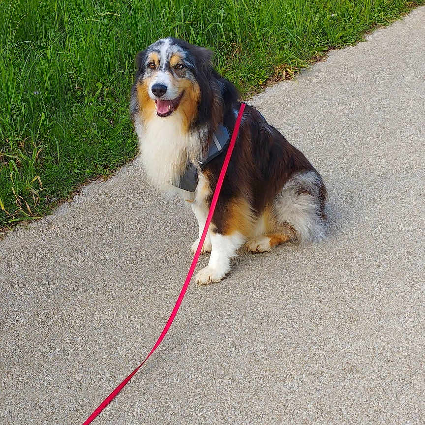 Yago participe au concours pour gagner de l'argent avec cette photo : animal, canine, collar, daytime, dog, friendly, fur, grass, greenery, happy, leash, nature, outdoor, path, pavement, pet, scenic, sitting, smile, walk
