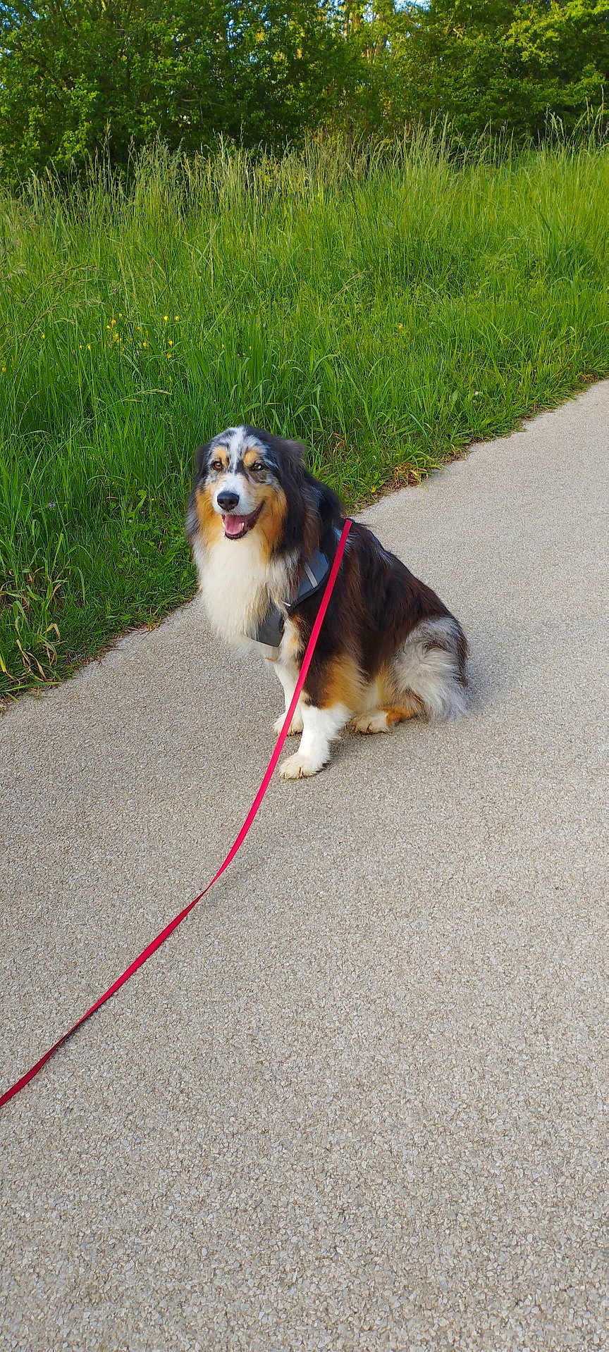 Yago participe au concours pour gagner de l'argent avec cette photo : dog, leash, path, grass, outdoor, pet, canine, happy, sitting, nature, walk, fur, animal, smile, daytime, greenery, friendly, collar, pavement, scenic