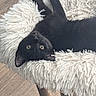 cat, black_cat, pet, animal, feline, golden_eyes, upside_down, lying, relaxed, playful, shaggy_stool, white_furniture, wooden_floor, indoor, home, portrait, close_up, whiskers, fur, funny_pose