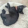 cat, black_cat, pet, animal, feline, lying_down, upside_down, fluffy_rug, white_rug, wood_floor, indoor, home, collar, bell, pink_collar, green_eyes, pointed_ears, whiskers, relaxed, playful