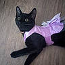 cat, black_cat, pet, animal, pink_outfit, costume, dress, frills, floor, wood_floor, indoors, portrait, wide_eyes, sitting, lying_down, tail, whiskers, ears, feline, funny