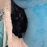 cat, kitten, black_cat, pet, animal, feline, eyes, peeking, hiding, blanket, fleece, plush, blue, cozy, indoors, bed, cuddly, cute, portrait, sleeping_area