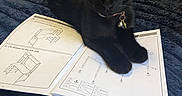Tikki joined the competition — help win amazing prizes! cat, black_cat, pet, animal, feline, green_eyes, collar, bell, sitting, lying_down, bed, blanket, instruction_manual, paper, furniture_assembly, indoor, bedroom, portrait, fluffy, funny