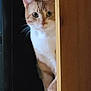 cat, orange_cat, white_cat, peeking, door, wooden_door, curious, indoor, pet, animal, whiskers, paws, feline, looking, ears, tail, quiet, shadow, floor, house