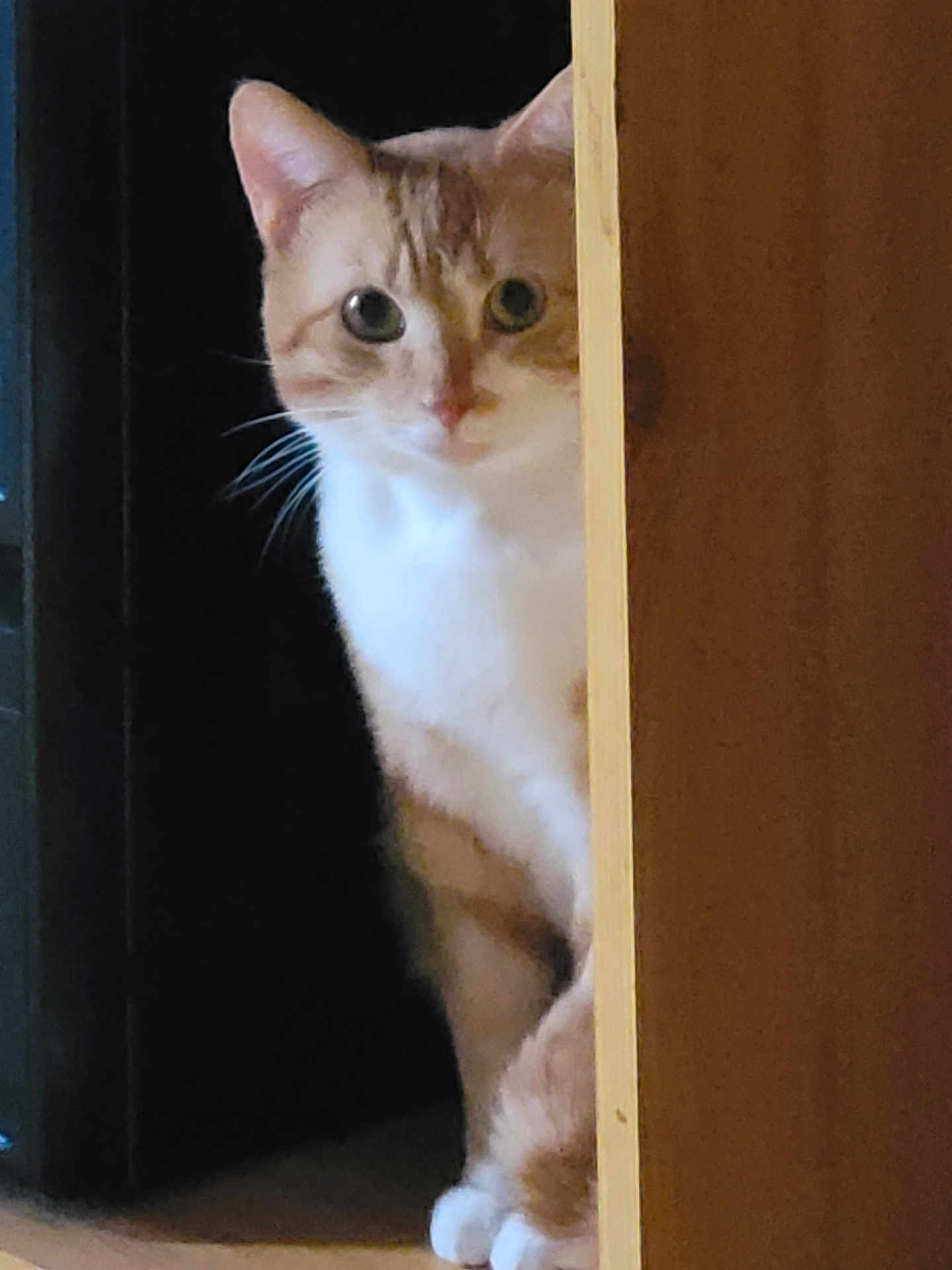 Tiki participe au concours pour gagner de l'argent avec cette photo : cat, orange_cat, white_cat, peeking, door, wooden_door, curious, indoor, pet, animal, whiskers, paws, feline, looking, ears, tail, quiet, shadow, floor, house