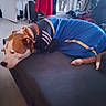 dog, pit_bull, pet, animal, lying_down, sleepy, tired, couch, sofa, blue_clothing, sporty_outfit, indoor, living_room, home, relaxed, brown_and_white, short_hair, collar, paws, casual_photo