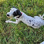 Tulipe participe au concours pour gagner de l'argent avec cette photo : animal, black_and_white, canine, close_up, collar, curious, dog, field, fur, grass, greenery, looking_up, lying_down, nature, outdoor, paw, pet, playful, resting, summer