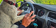 Tulipe participe au concours pour gagner de l'argent avec cette photo : car, car_interior, collar, dashboard, dog, driving, gear_shift, greenery, hand, human, keys, pants, person, pet, seat, side_mirror, sky, speedometer, steering_wheel, window