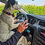 car, car_interior, collar, dashboard, dog, driving, gear_shift, greenery, hand, human, keys, pants, person, pet, seat, side_mirror, sky, speedometer, steering_wheel, window