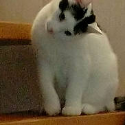 Ouija a rejoint le concours — aidez-le/la à gagner de superbes lots ! background_wall, black_spots, blurred, cat, curious, domestic_animal, feline, fur, head_tilt, indoor, low_light, noisy, paws, pet, portrait, sitting, stairs, whiskers, white_cat, wooden_step