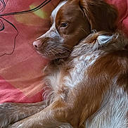 Will a rejoint le concours — aidez-le/la à gagner de superbes lots ! animal, blanket, brown_fur, canine, closeup, companion, cute, dog, domestic_animal, floral_pattern, fur, indoor, lying_down, pet, pink, relaxed, resting, sleepy, soft_light, white_fur