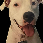 Gretal joined the competition — help win amazing prizes! dog, pet, portrait, closeup, tongue_out, collar, id_tag, white_fur, black_nose, ears, eyes, smiling, domestic_animal, friendly, indoor, cropped_background, headshot, animal, canine, happy