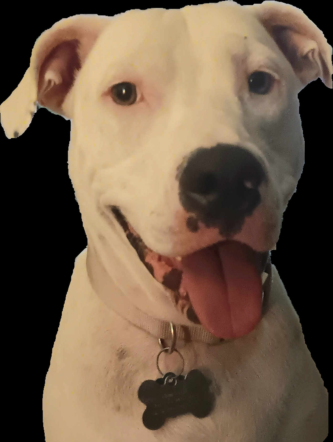 Gretal joined the competition — help win amazing prizes! dog, pet, portrait, closeup, tongue_out, collar, id_tag, white_fur, black_nose, ears, eyes, smiling, domestic_animal, friendly, indoor, cropped_background, headshot, animal, canine, happy