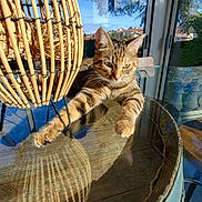 Yuka a rejoint le concours — aidez-le/la à gagner de superbes lots ! cat, tabby_cat, paws, whiskers, ears, glass_table, reflection, wicker_lamp, sunlight, window, trees, sky, barrel_table, indoor, pet, relaxed, shadow, wood_texture, home, chair