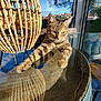 cat, tabby_cat, paws, whiskers, ears, glass_table, reflection, wicker_lamp, sunlight, window, trees, sky, barrel_table, indoor, pet, relaxed, shadow, wood_texture, home, chair