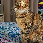 Yuka participe au concours pour gagner de l'argent avec cette photo : cat, tabby_cat, pet, whiskers, green_eyes, fur, striped_fur, bed, bedding, blanket, indoor, curtain, television, tv_screen, portrait, close_up, paws, ears, sitting, cozy