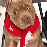 Angelo a rejoint le concours — aidez-le/la à gagner de superbes lots ! adorable, brown_dog, brown_eyes, canine, chair, christmas, close_up, dog, festive, holiday, indoors, looking_at_camera, pet, pit_bull, portrait, red_clothing, santa_scarf, short_hair, sitting, white_background