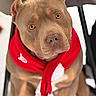 adorable, brown_dog, brown_eyes, canine, chair, christmas, close_up, dog, festive, holiday, indoors, looking_at_camera, pet, pit_bull, portrait, red_clothing, santa_scarf, short_hair, sitting, white_background